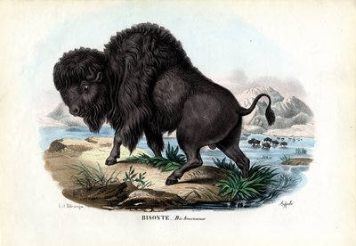 Bison, 1863-79 - Raimundo Petraroja